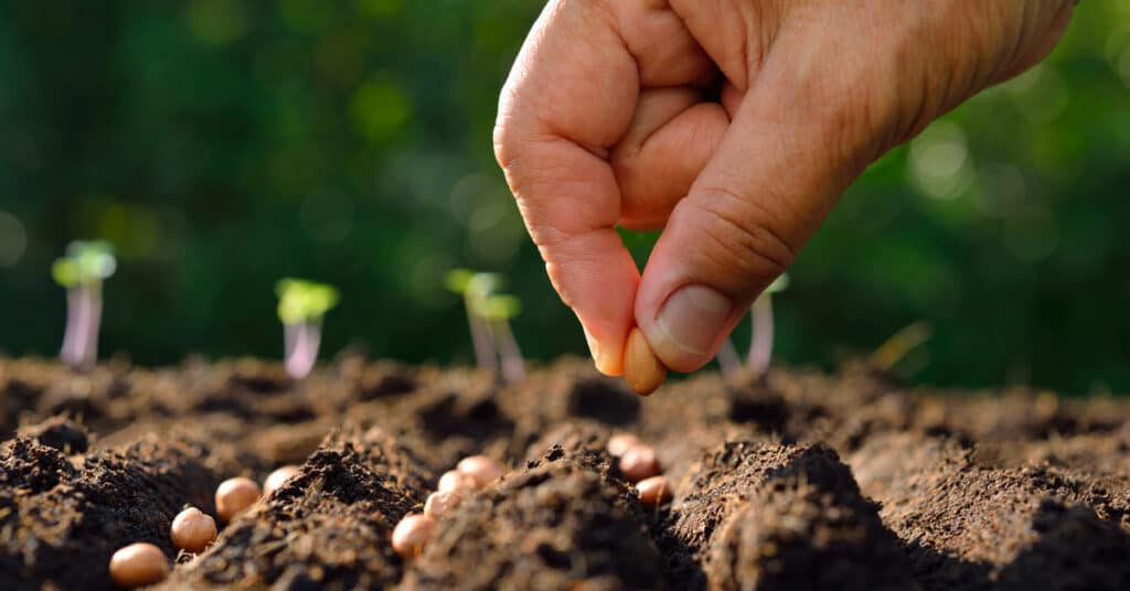 Planting Cannabis Seeds