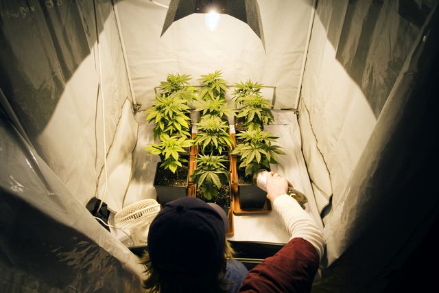 Growing Cannabis Plants Inside