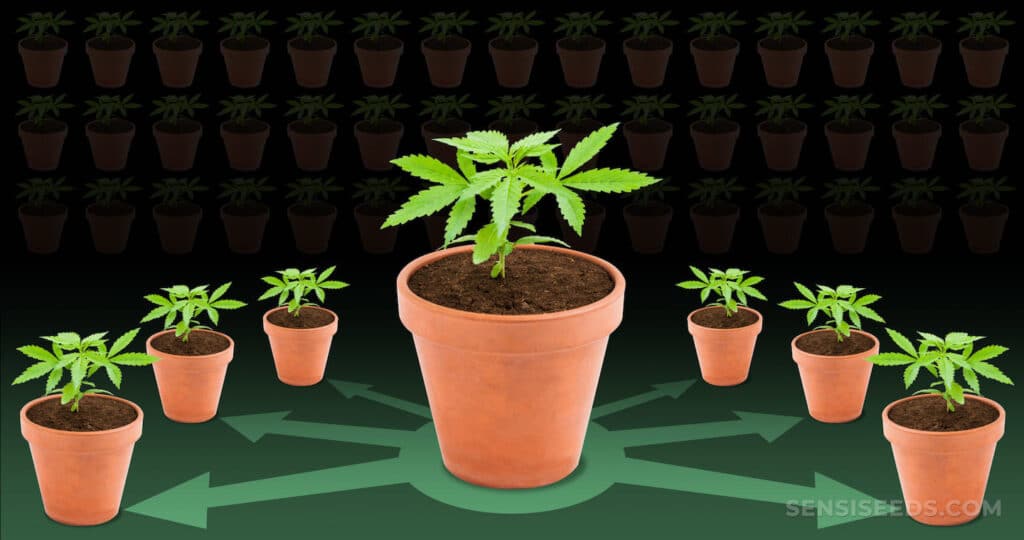 Mother Plant and Multiple Clones Diagram