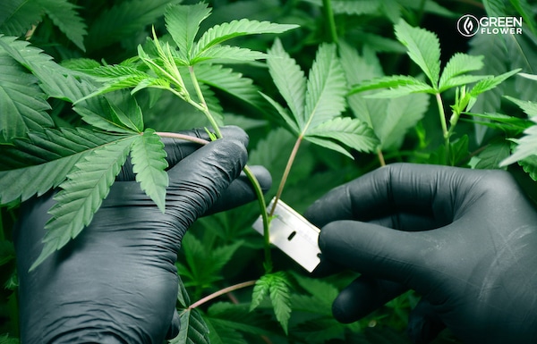 Cutting a Cannabis Clone from a Mother Plant