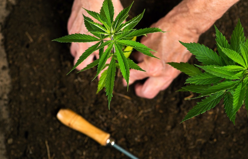 Person Planting Cannabis Plant