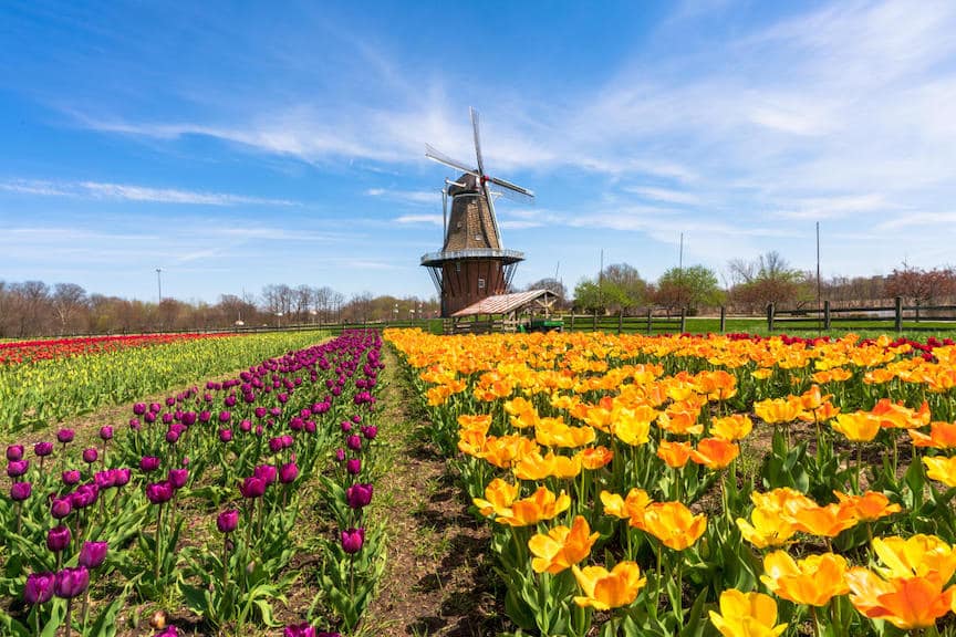 Dutch Tulip Field to Represent the Weed Strain That Starts With D Dutch Treat