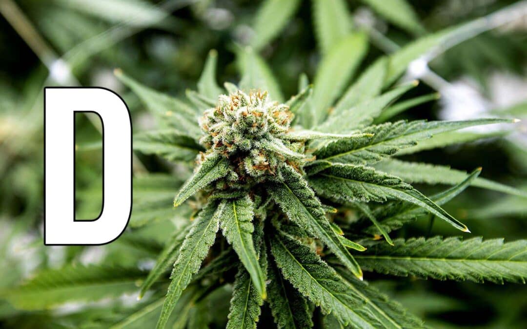 Weed Strains That Start With D | A to Z Strains