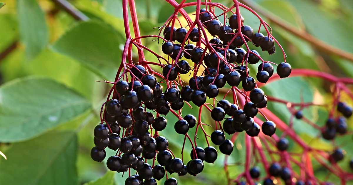 Elderberries to Represent the Strain Elderberry Kush