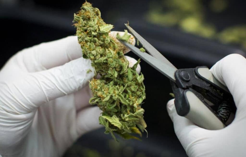 Hand-trimming Cannabis Flower