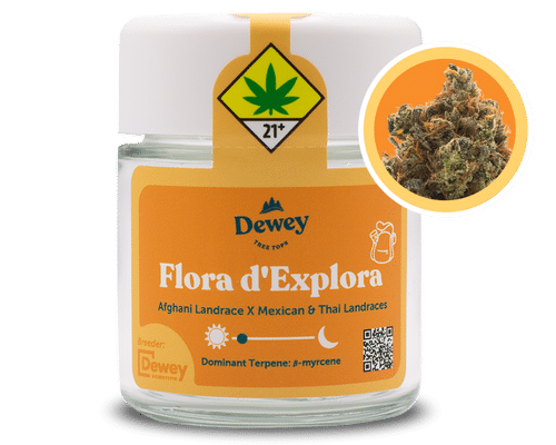 Flora d'Explora Strain from Dewey Cannabis