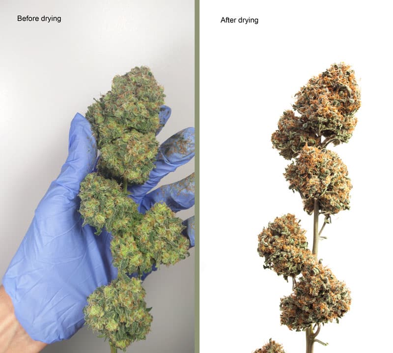 Drying Cannabis Before and After