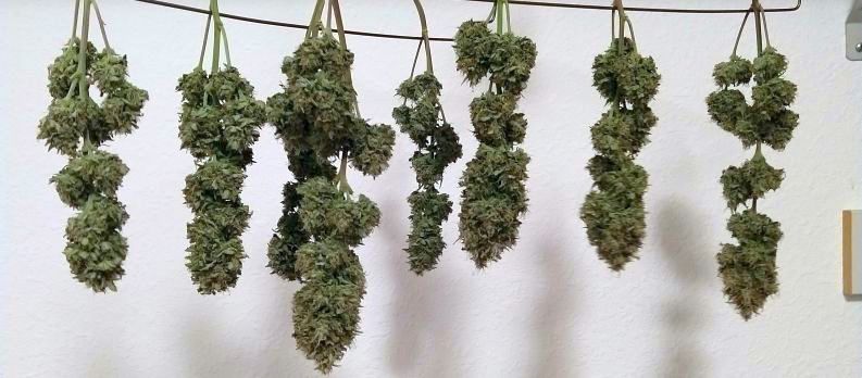 Cannabis Plants Hung Out to Dry