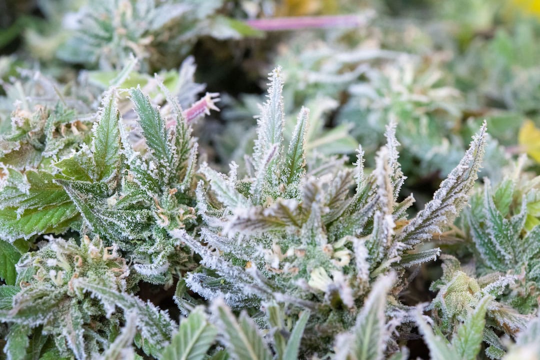 Flash Frozen Cannabis