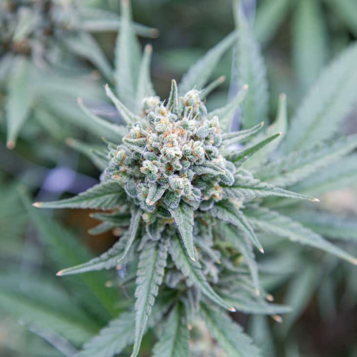 Cannabis Flower Close-Up