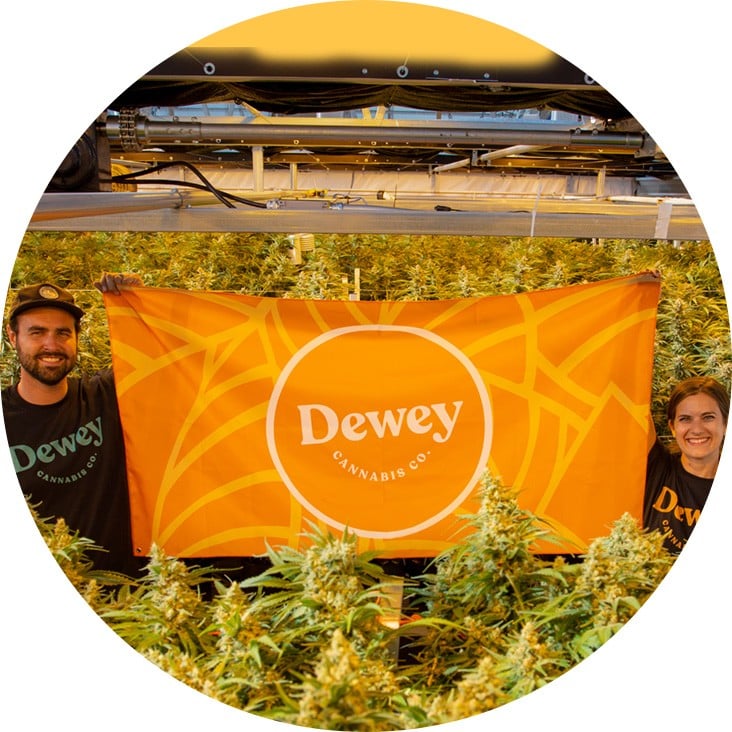 People Holding Dewey Cannabis Sign Amongst Cannabis Flower Grow