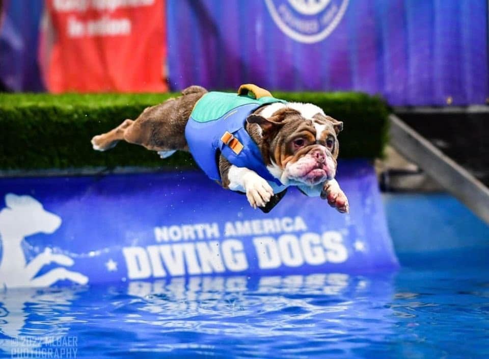 A North American Diving Dog mid-air diving into water