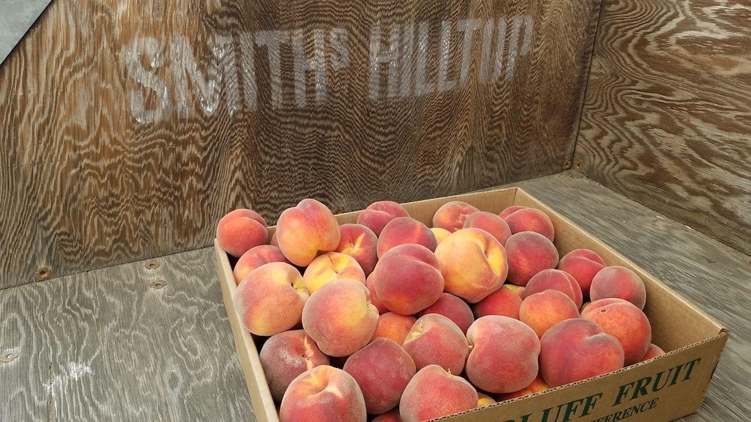 Peaches at Green Bluff