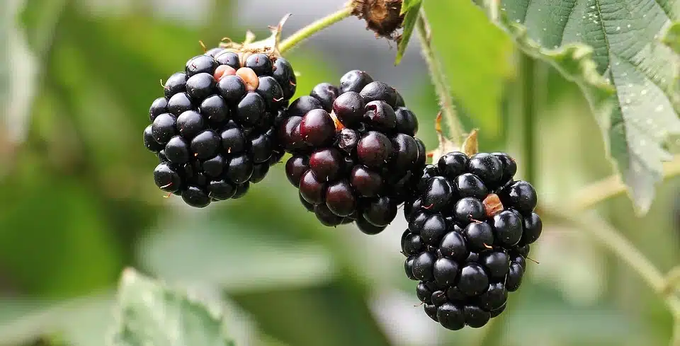 Blackberries at Greenbluff