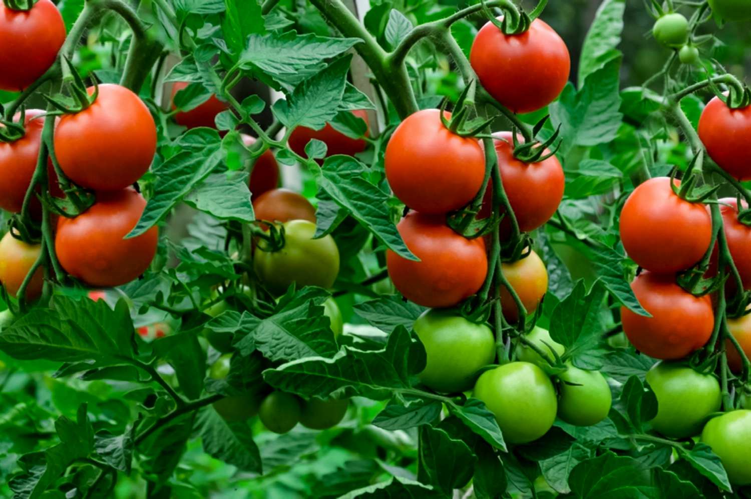Tomatoes at Green Bluff