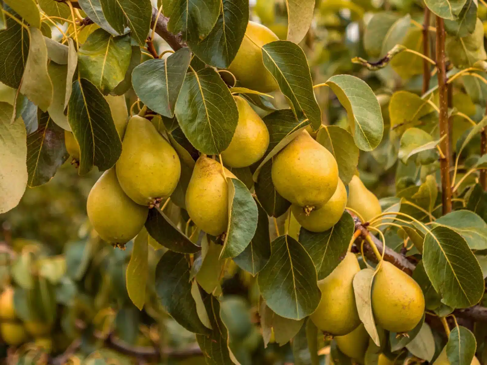 Pears at Green Bluff