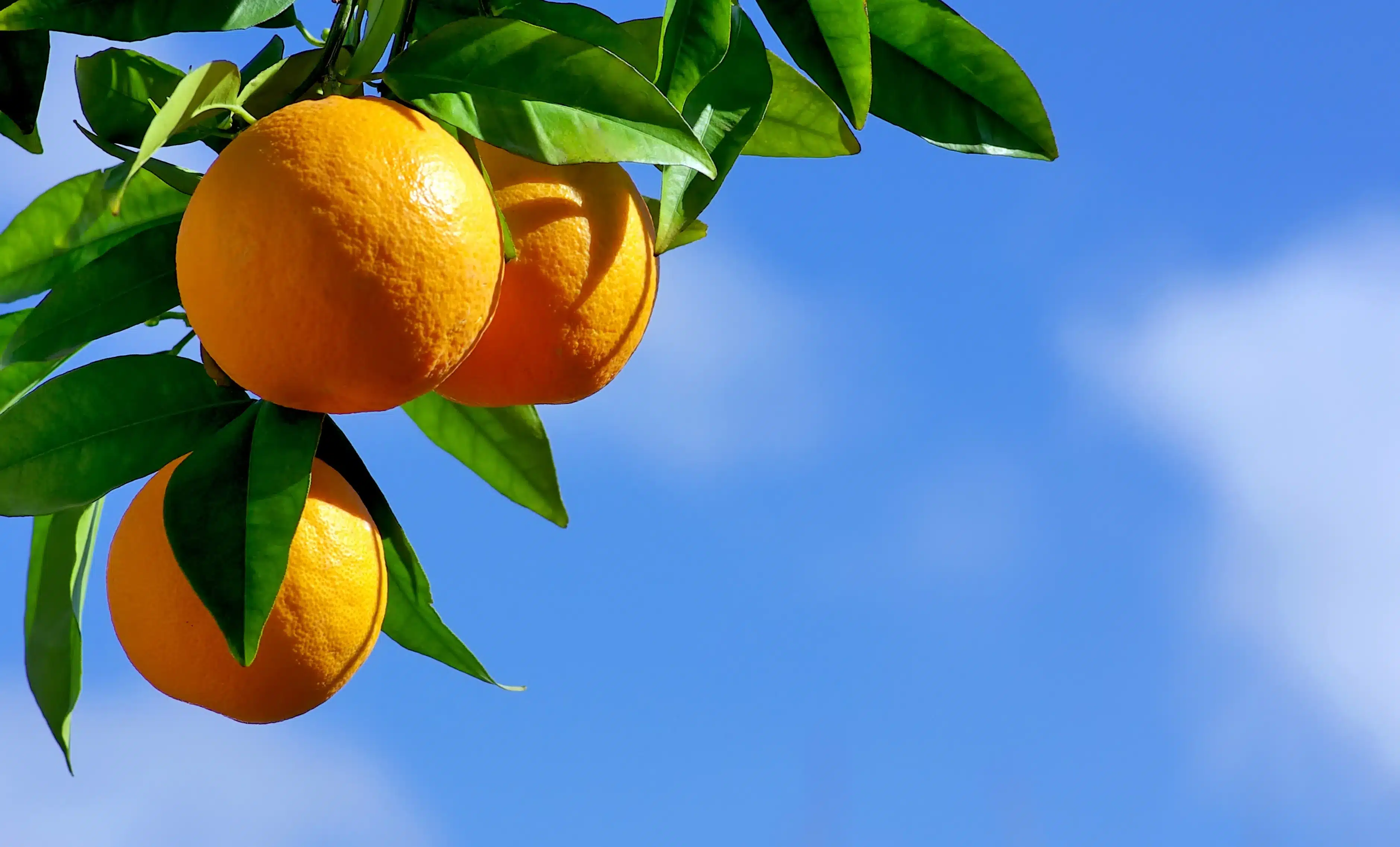 Oranges on a Branch Against the Blue Sky to Represent the Weed Strain That Starts With F Florida Orange