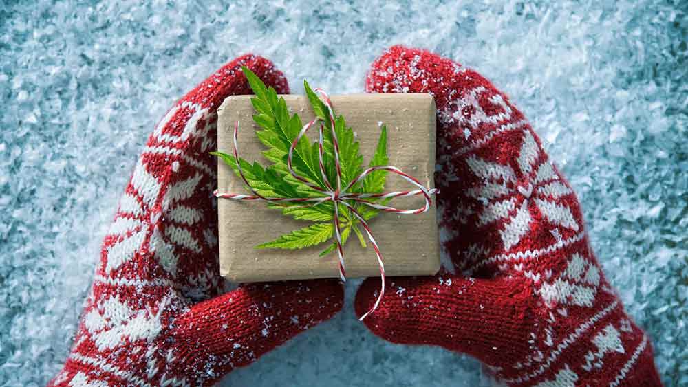 Christmas Present Held Between Gloved Hands with A Weed Leaf on top