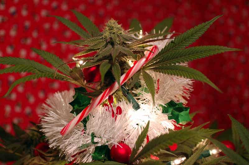 Cannabis Adorned with Christmas Decorations
