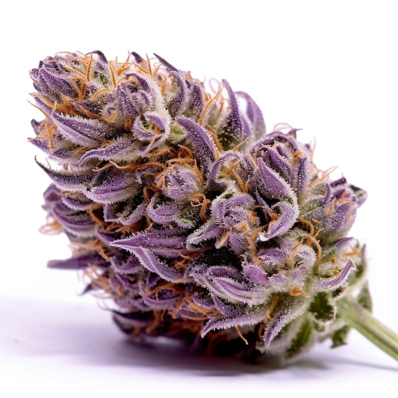 Purple Punch Weed Cannabis Strain