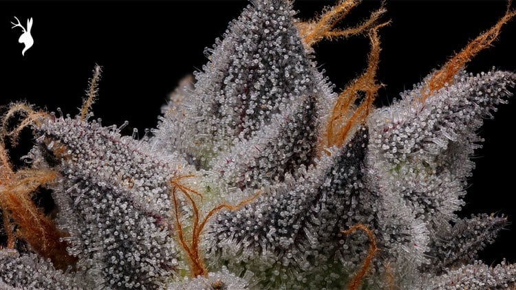 Plaid Jacket Cannabis Flower Close Up of Bud