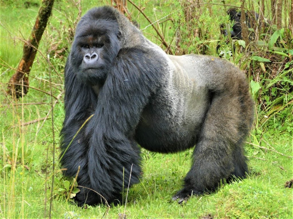 Gorilla to Represent the Cannabis Strain Gorilla Breath