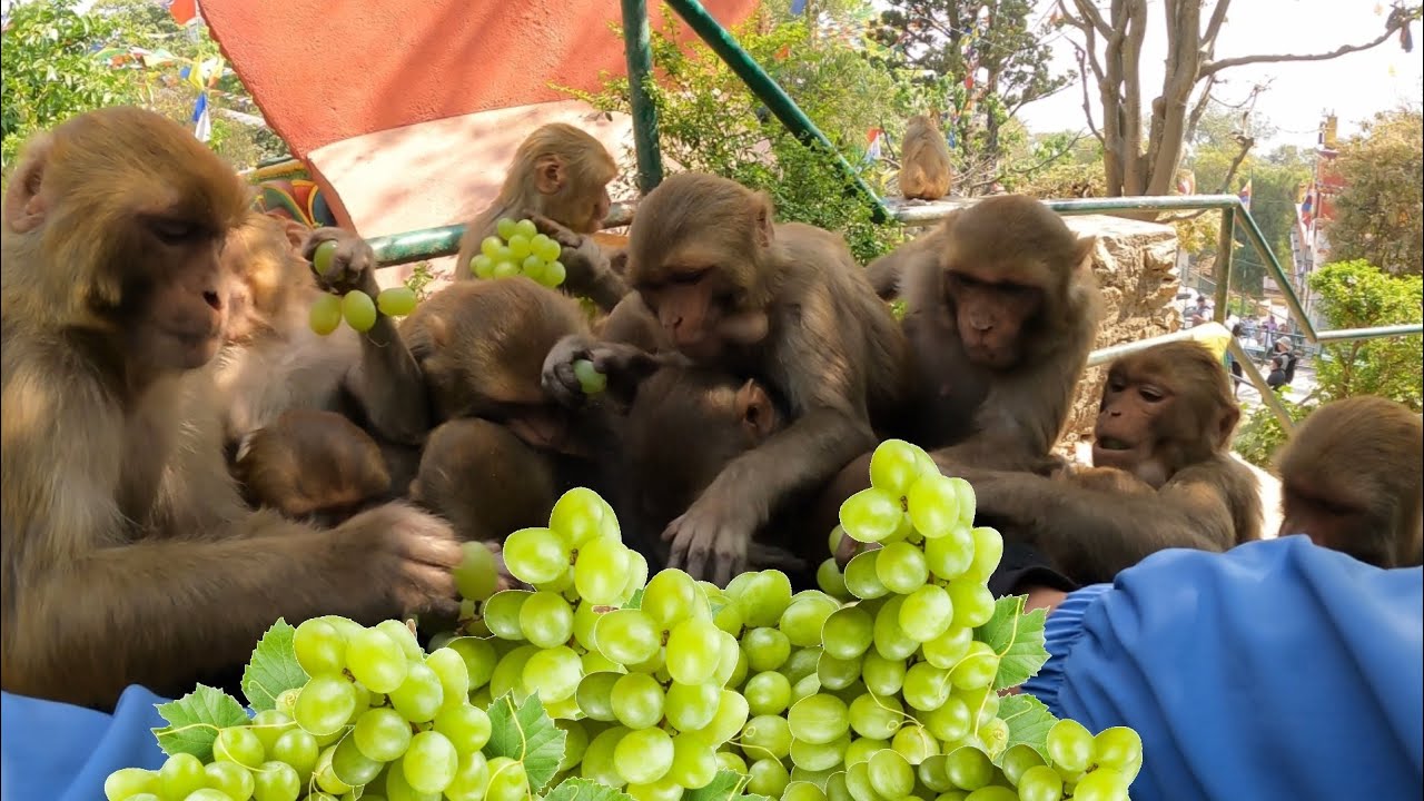 Monkeys Eating Grapes to Represent the Strain Grape Ape