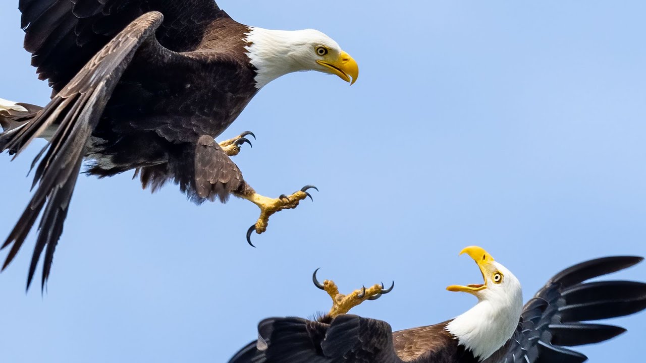 Bald Eagles Fighting