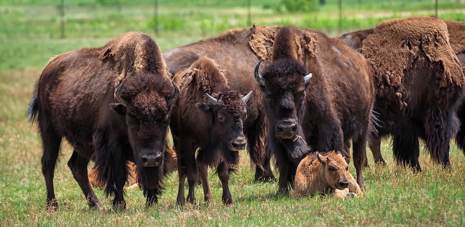 Bison Farm