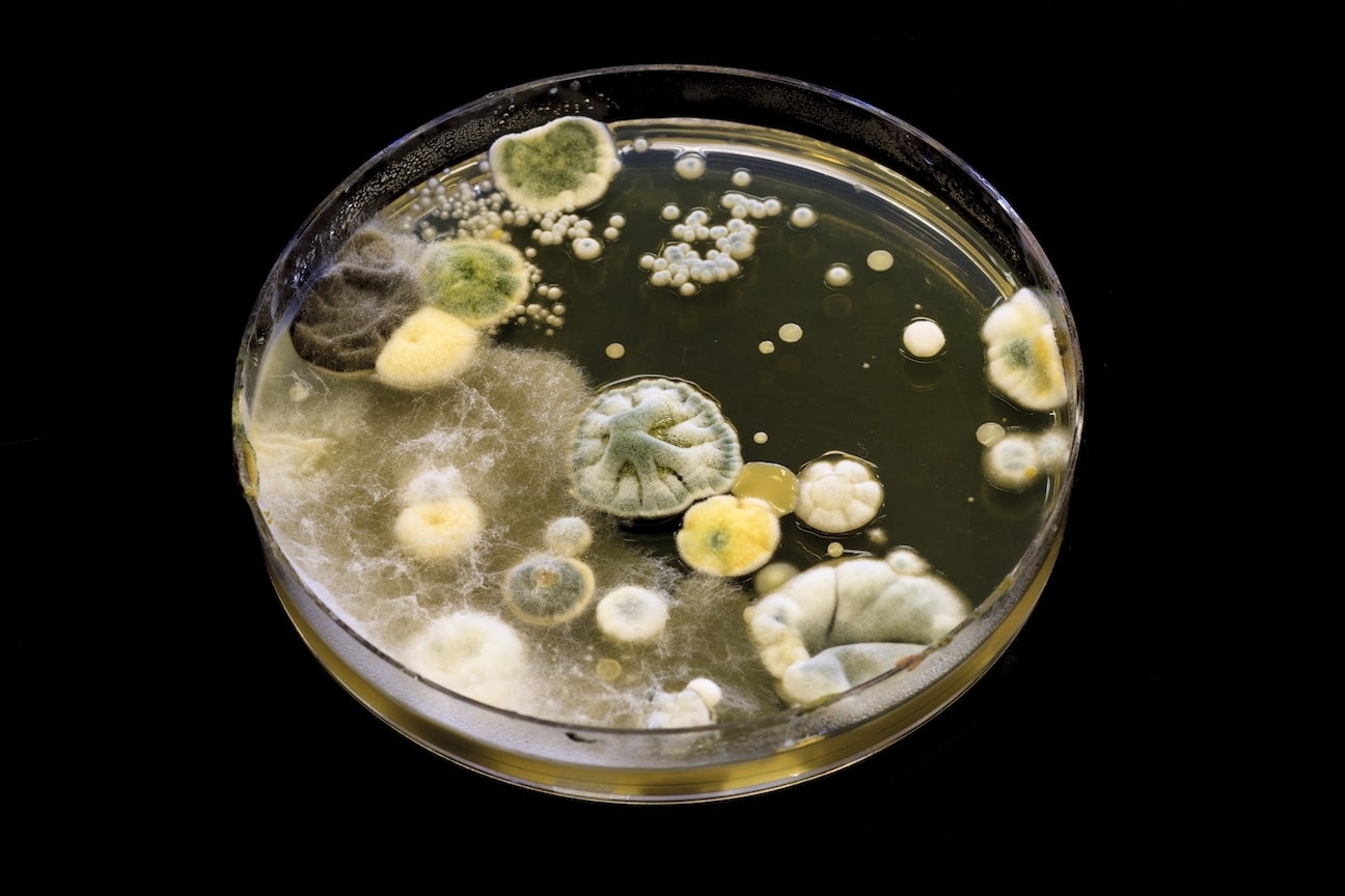 Mold growing on agar in a petri dish