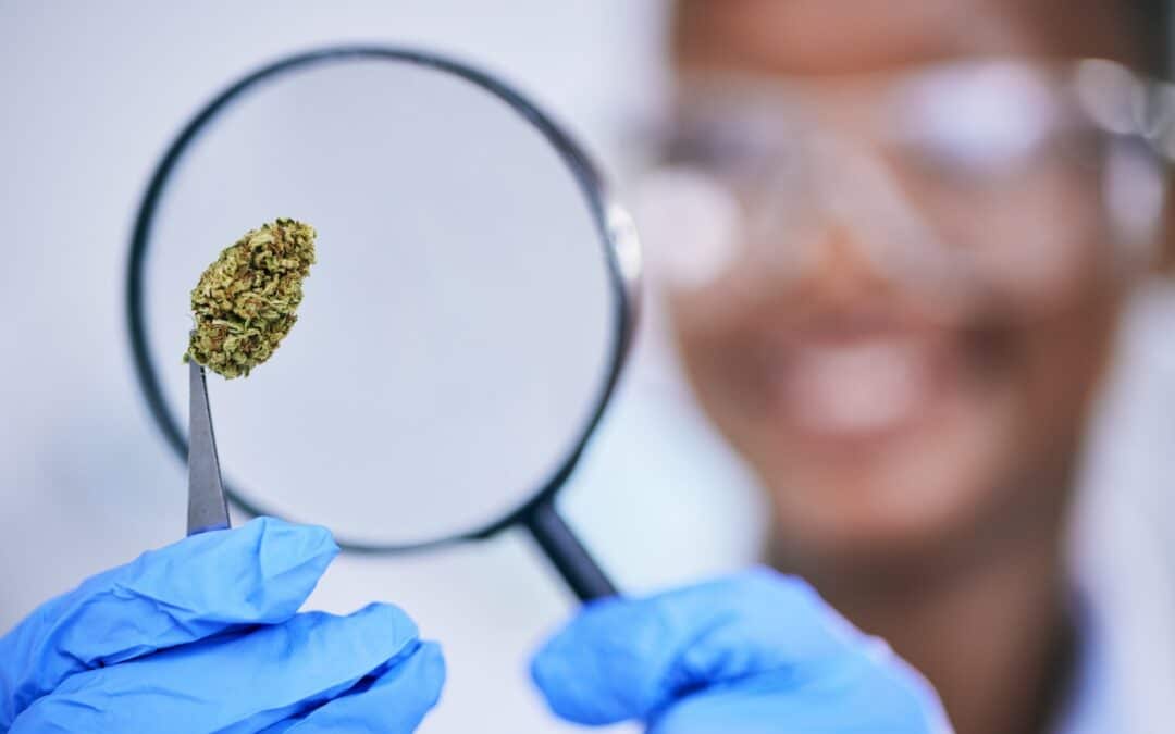 Cannabis Testing & Safety | The Future of Cannabis