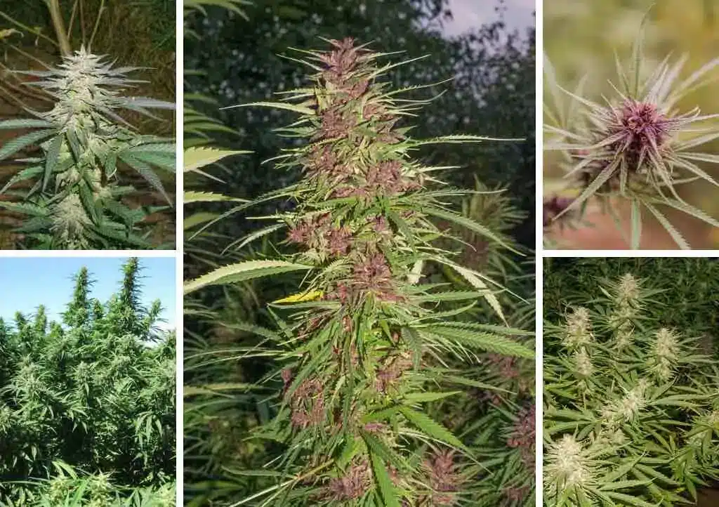 Different Weed Strains Cannabis Plants