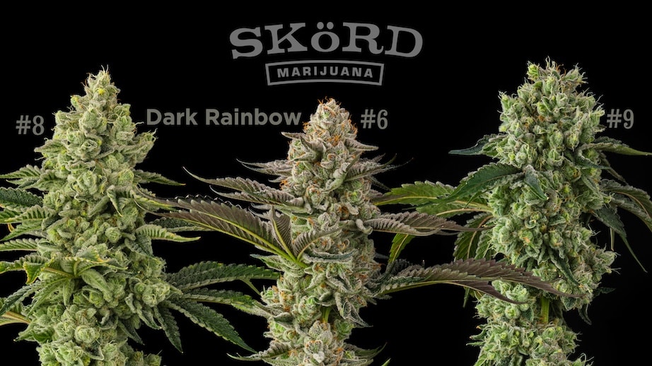 SKöRD Cannabis Strain Dark Rainbow Phenotypes #8, #6, & #9