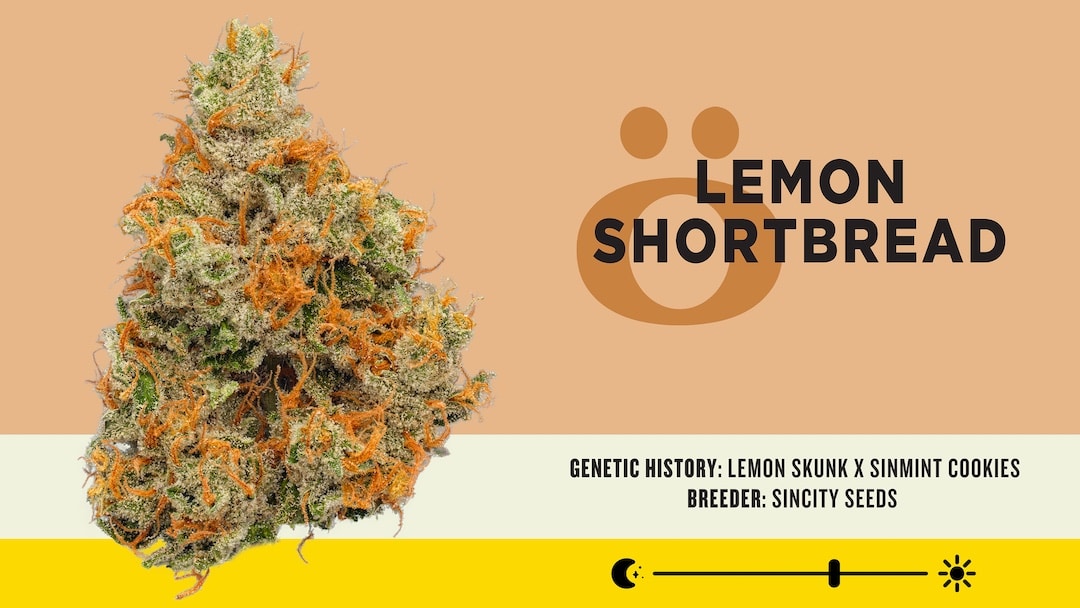 SKöRD Cannabis Strain Lemon Shortbread