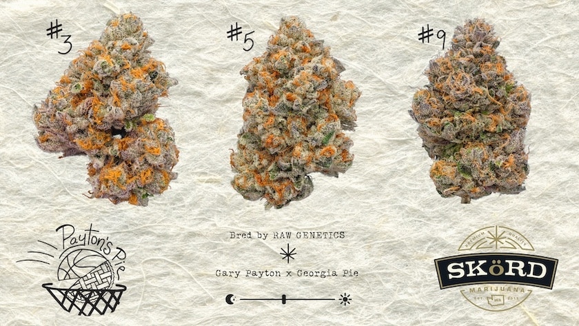 SKöRD Cannabis Strain Payton's Pie Phenotypes #3, #5, & #9