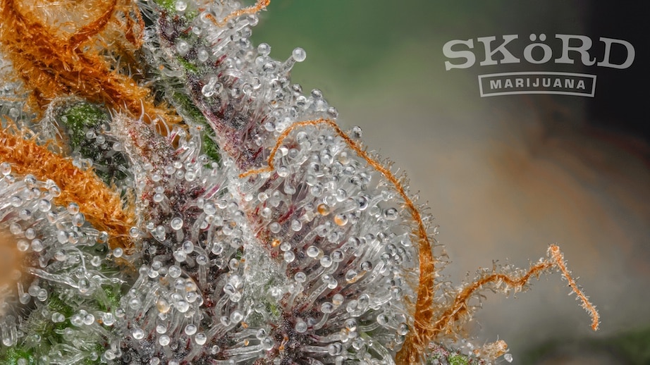 SKöRD Cannabis Macro Close-Up of Trichomes on Plant