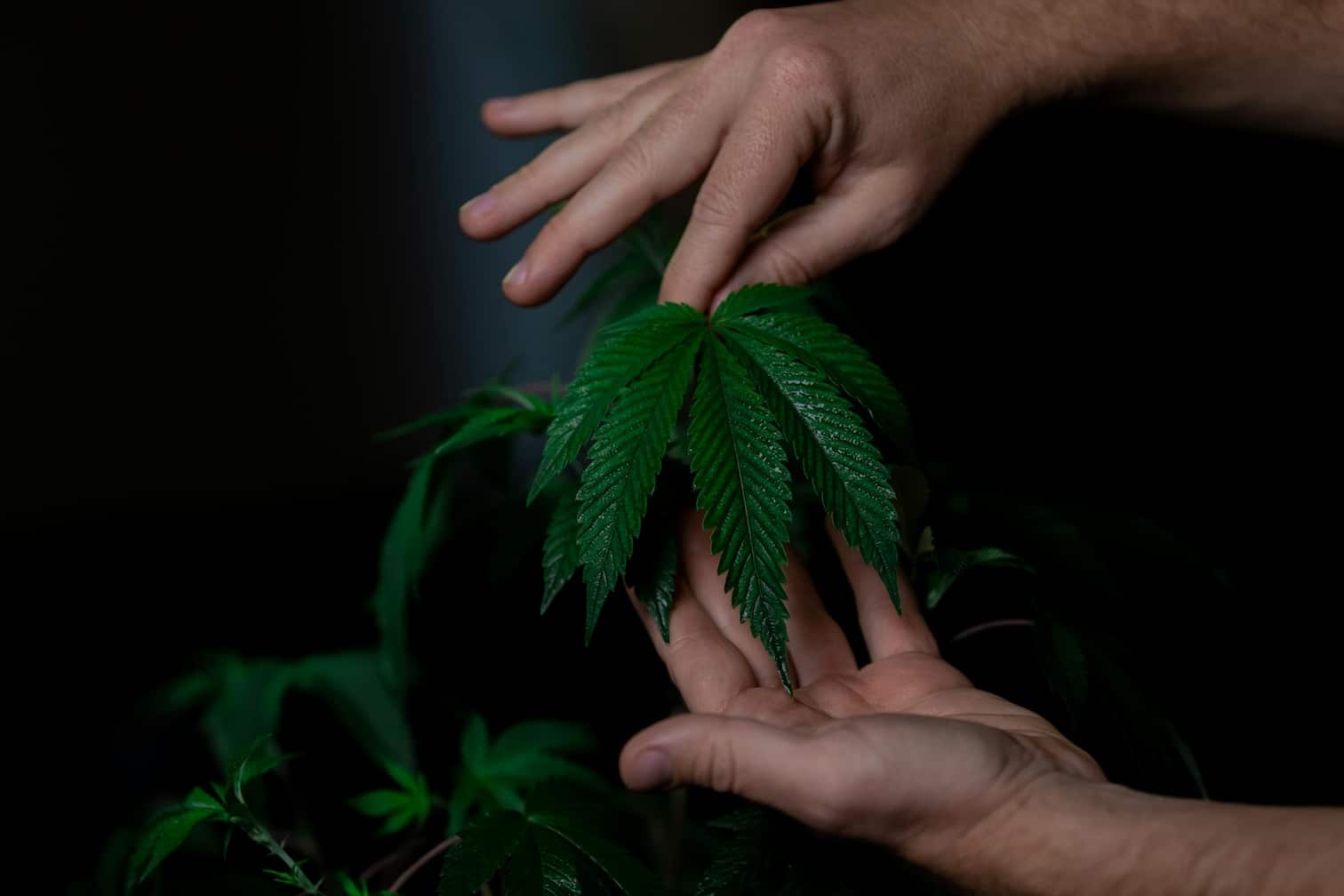 Person Handling Cannabis Plant Leaf