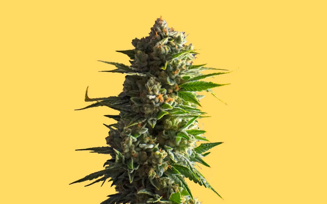 Top 10 Best Buds | Cannabis Holiday Gift Guide