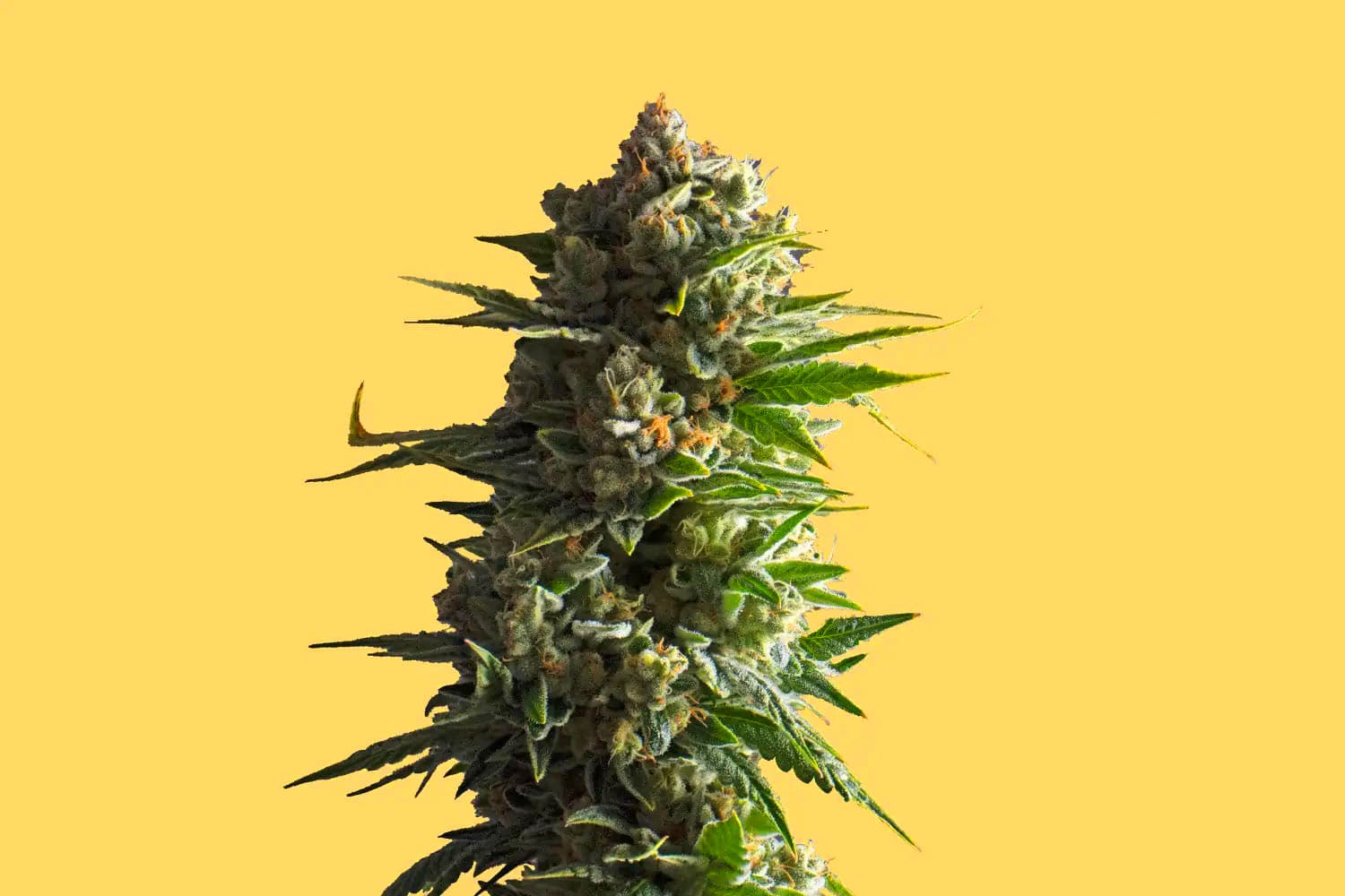 Cannabis Flower on a Yellow Backdrop