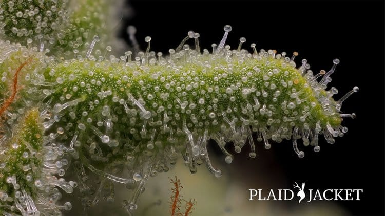 Plaid Jacket Close Up of Trichomes on Cannabis Plant