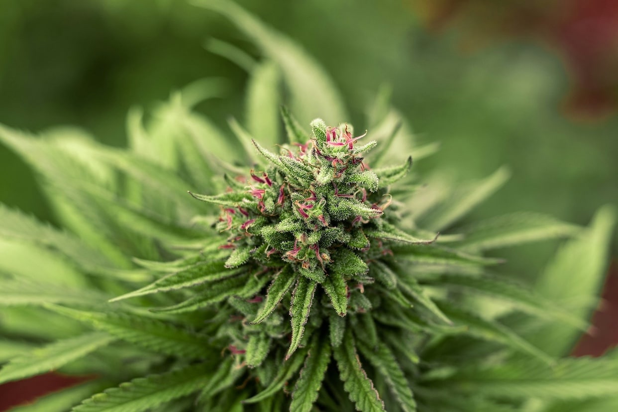 Close-Up of Cannabis Plant