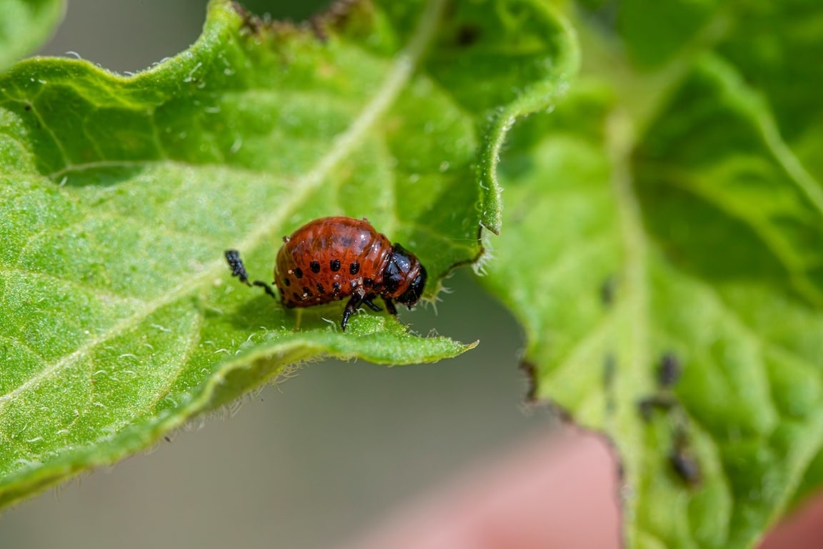 Pest on a Leaf