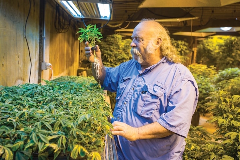 Buddy Boy Farm Cannabis i502