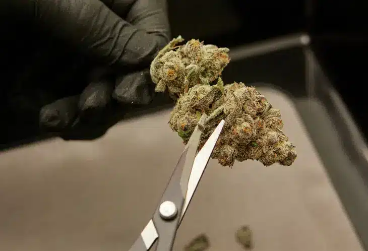 Torus Cannabis Trimming Flower During Harvest