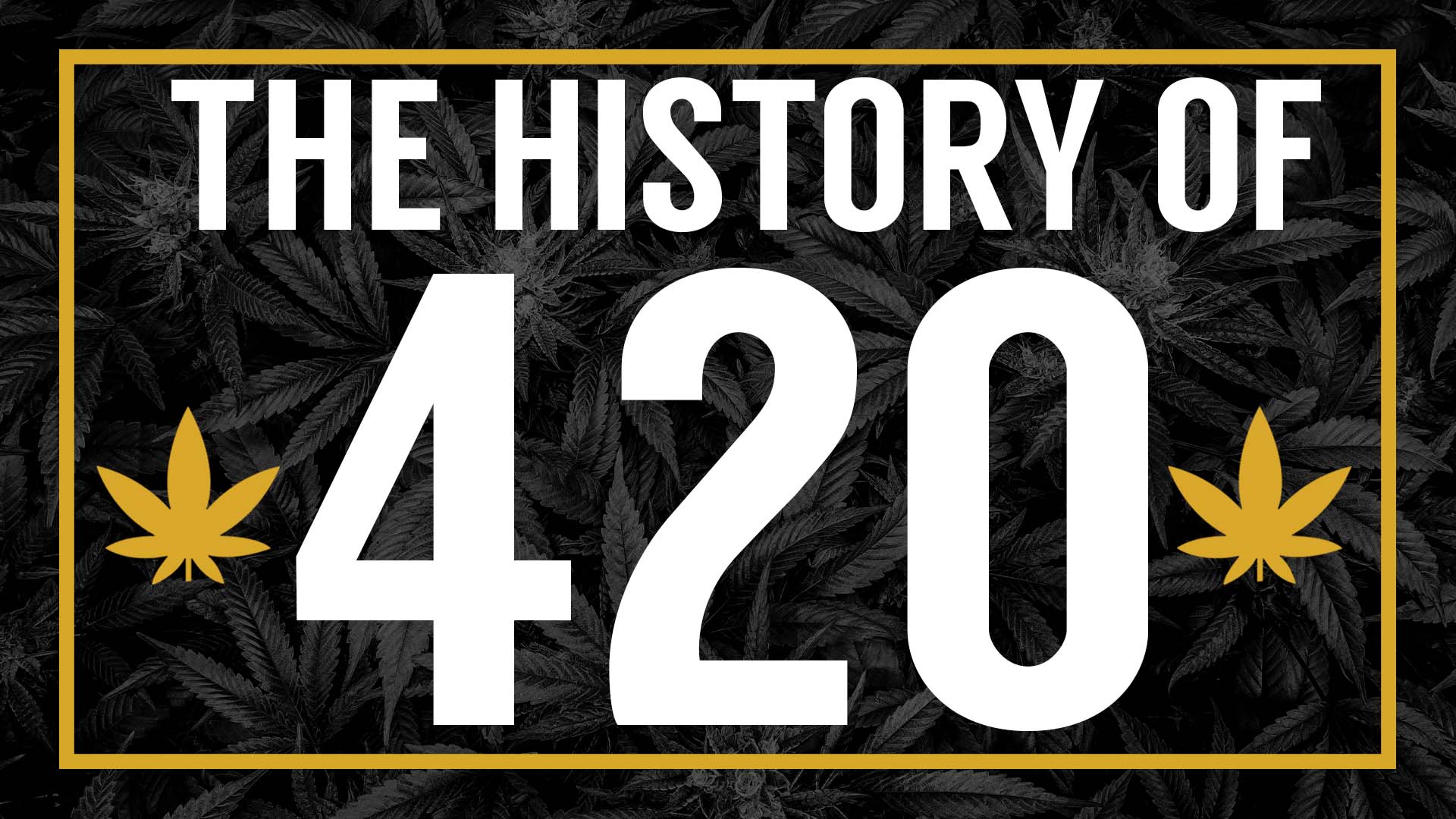 Evergreen Herbal 4.20 Mini Bar Legacy Chocolate Cannabis Edible