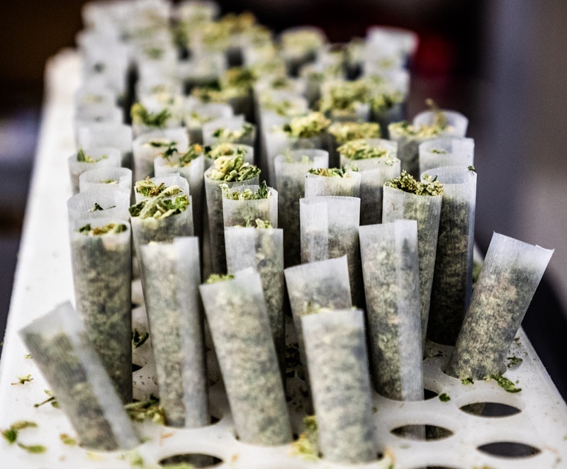 Prerolled Joints Sorted in Tray