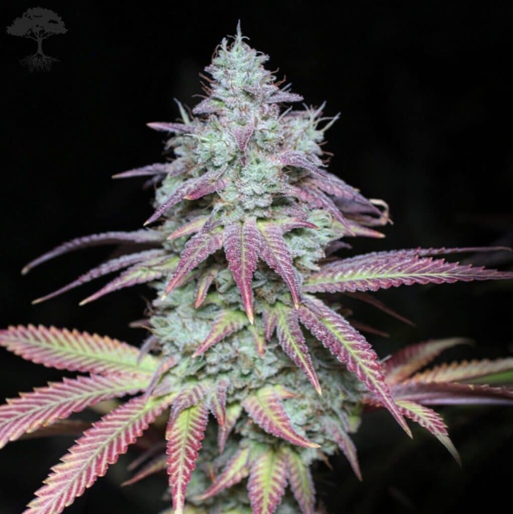 Blue Glue 4 Cannabis Strain From Blue Roots Cannabis Co.