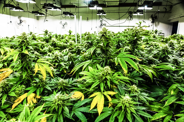 Pesticide free flower from GLW