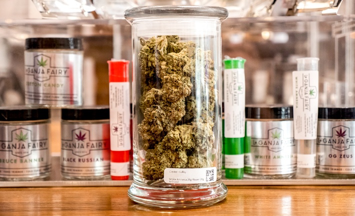 Purple Papaya Punch strain purple weed from Leganja Fairy