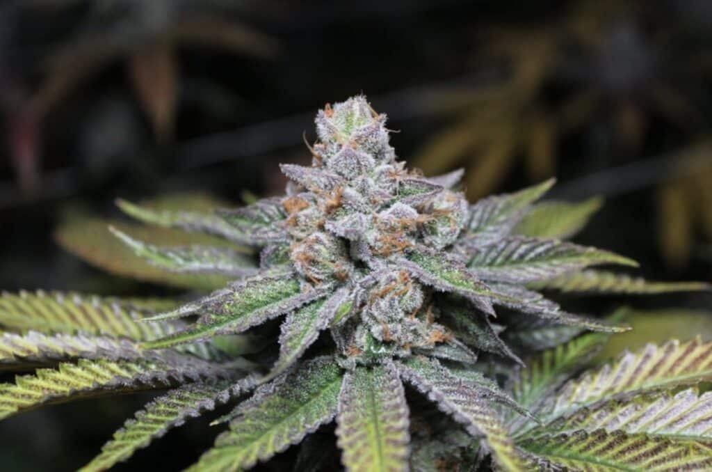 Lambs Breath Cannabis Strain from Blue Roots Cannabis Co. Washington